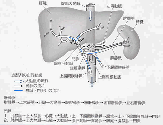 肝臓とはどのような臓器ですか？